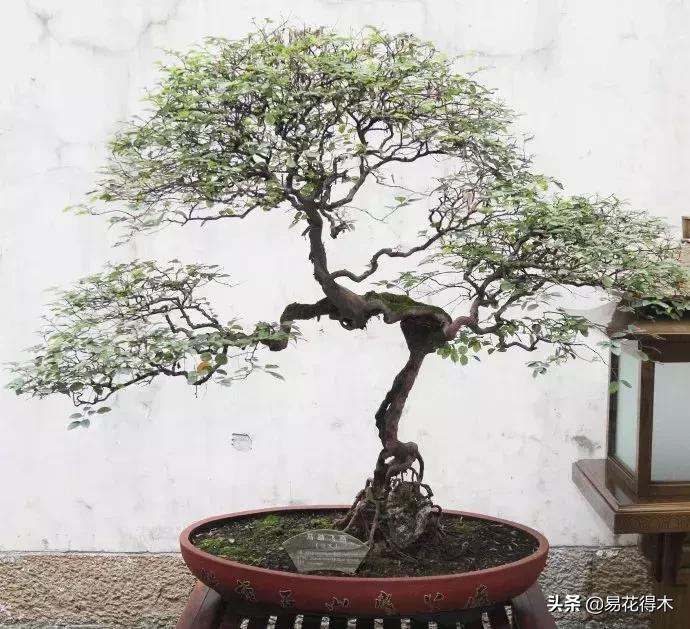 椤剁骇鐧借姳妾垫湪鐩嗘櫙,鐧借姳妾垫湪鐩嗘櫙鏋湪閫㈡槬