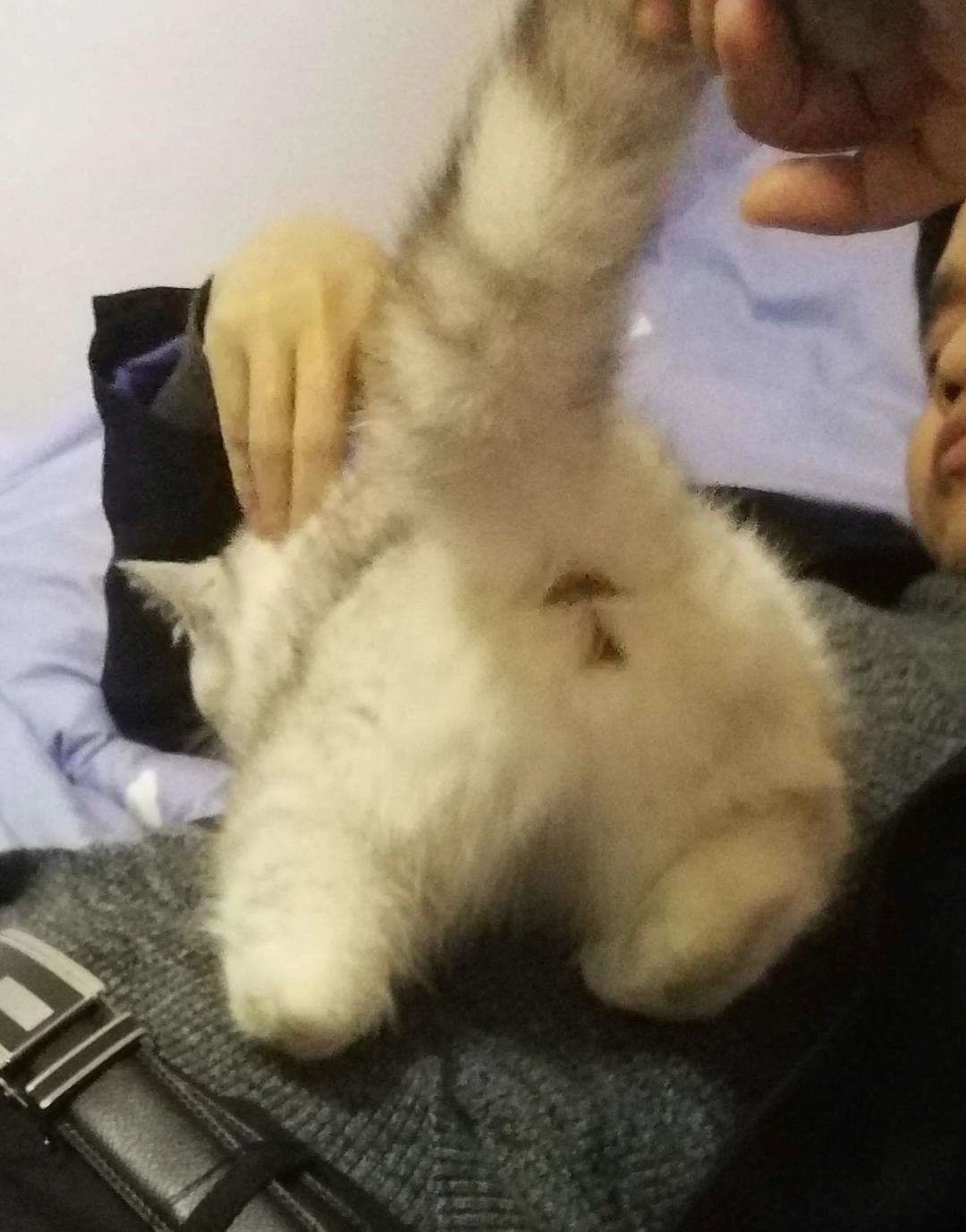 猫咪肛门腺什么症状,猫咪肛门腺有问题是什么症状