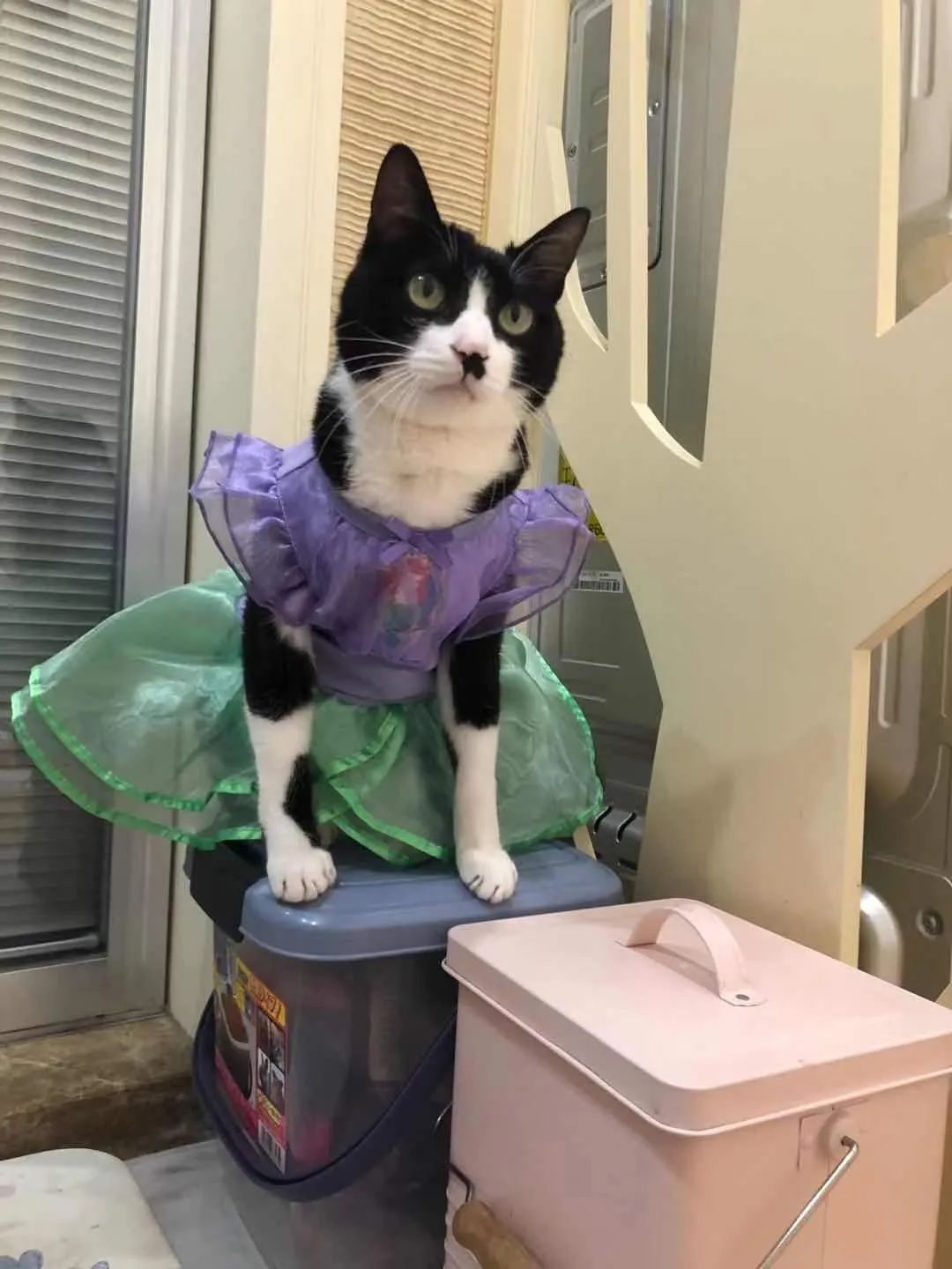 小猫咪换装公主裙,小猫咪穿上可爱漂亮的裙子