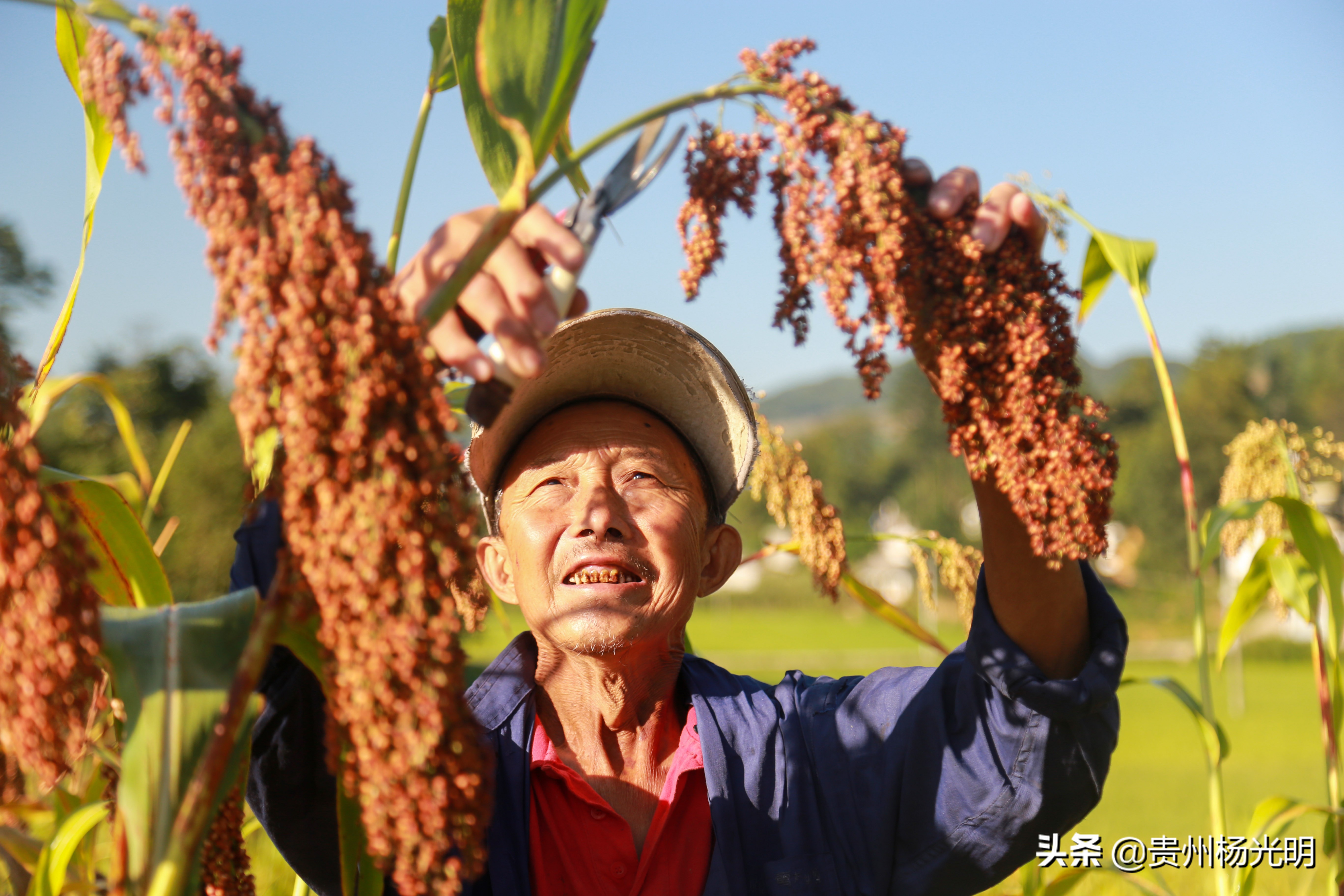 贵州毕节黔西县雨朵农场,江西萍乡葡萄喜丰收农民笑开颜