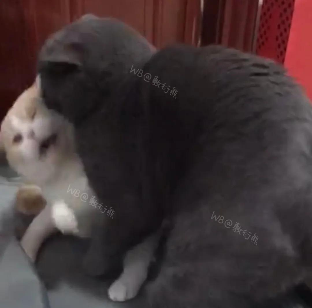 可怜的猫咪是怎么被整惨,这只猫被网友整成什么样了