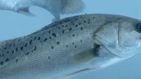 今年双十一，斗门这款产品爆卖100000+！你猜是……