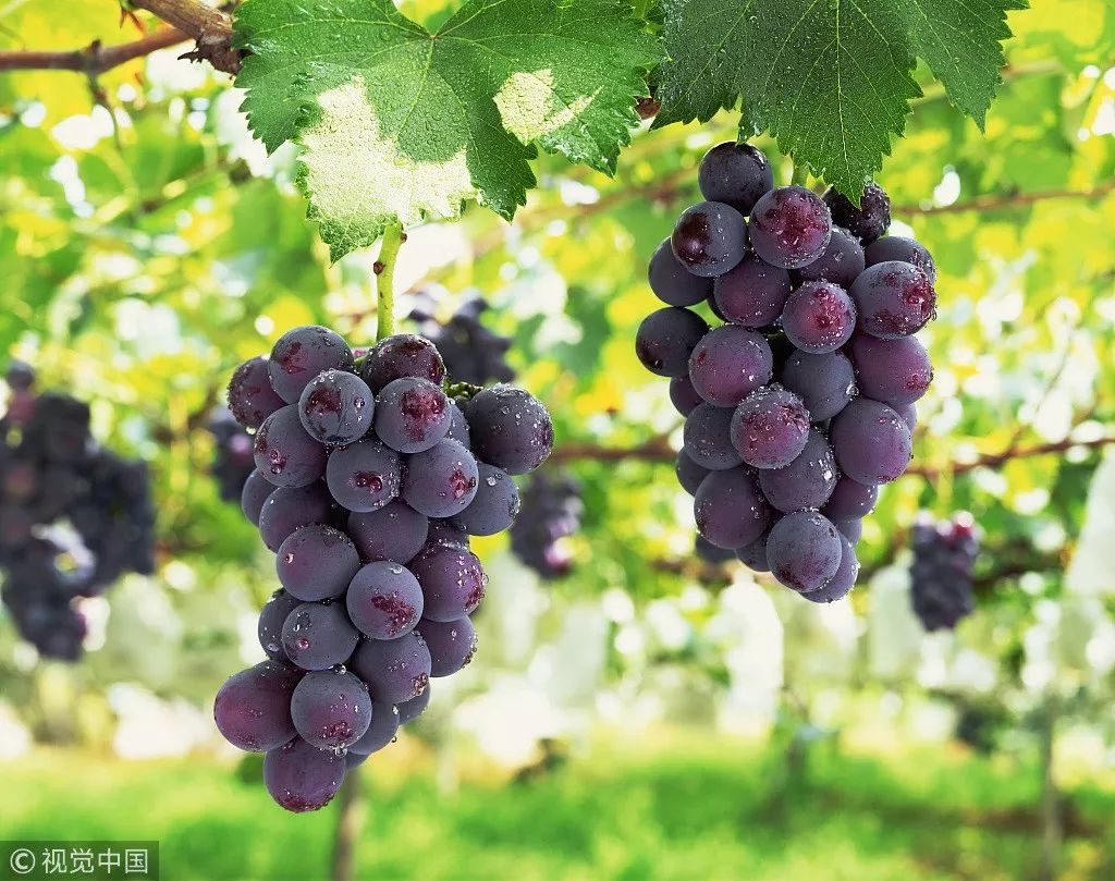 女子乳房布满“沙子”，不得已全乳切除！只因她常干的……