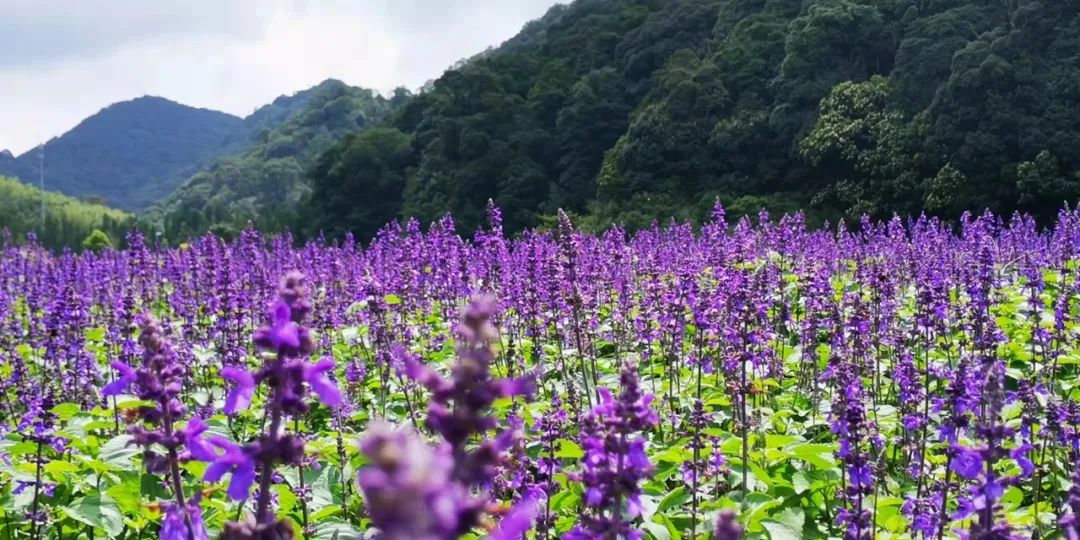 广州花海最新视频,广州花海大片蔚为壮观