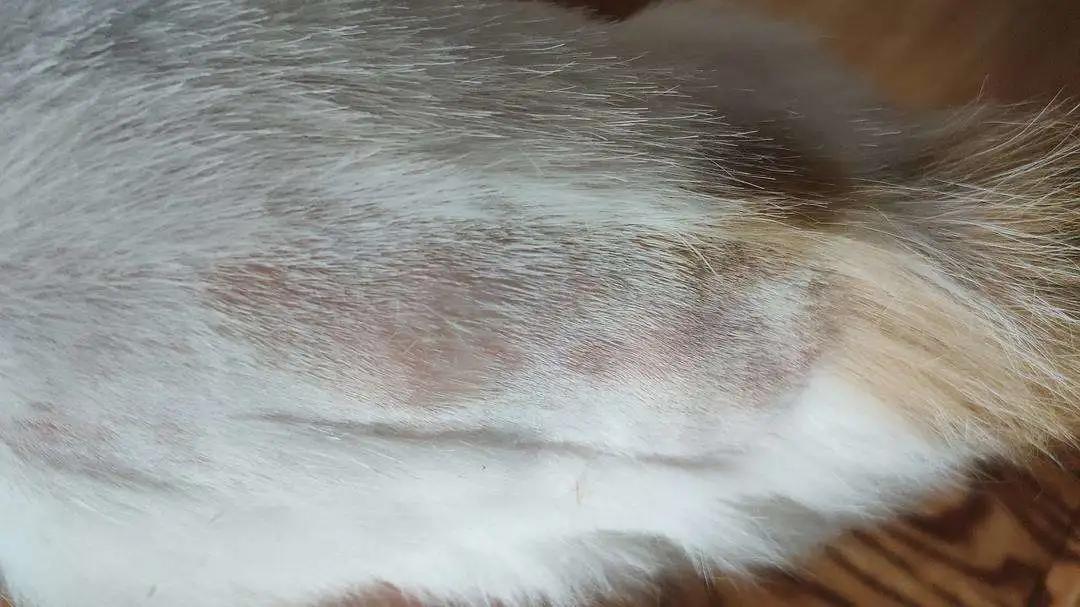 猫咪过度舔舐挠痒怎么办,猫咪过分挠猫砂