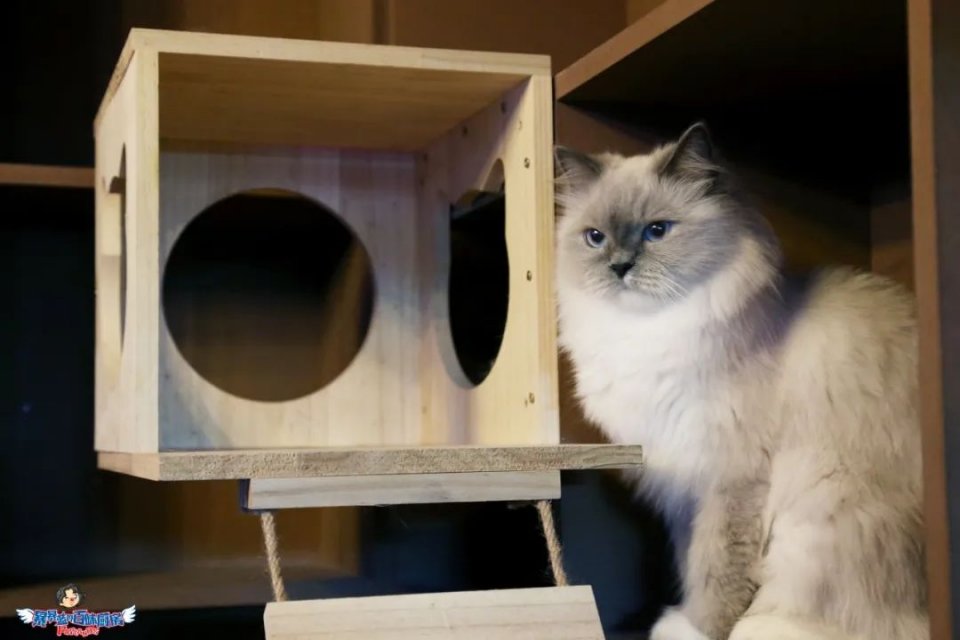 蓝粉免费！沈阳首家脱单主题潮玩空间，这才是成年人该去的地方