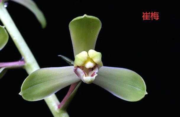 蕙兰新品图片欣赏大全,蕙兰新八种叶片欣赏