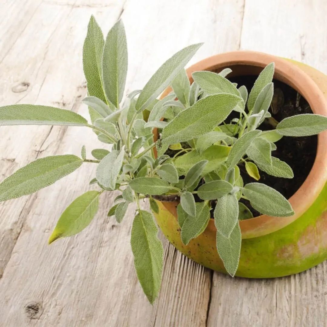 盆栽鼠尾草的养殖方法,盆栽鼠尾草的养殖方法和技术图片