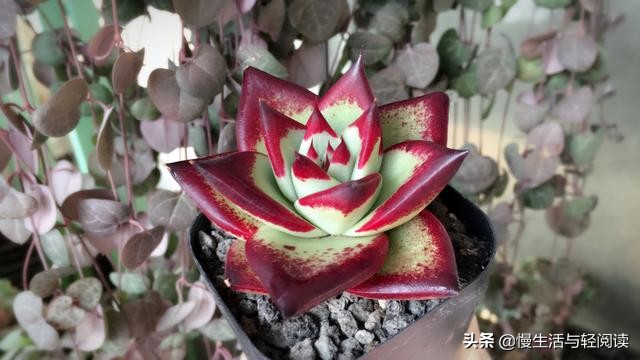 慢生活轻阅读,慢生活轻小说全集