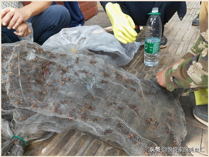 广东黑盾蜂王5元一只,小伙养殖胡蜂一只蜂王卖3000元