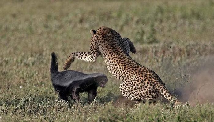 体格娇小的“平头哥”蜜獾，为什么能在非洲草原上横行霸道？