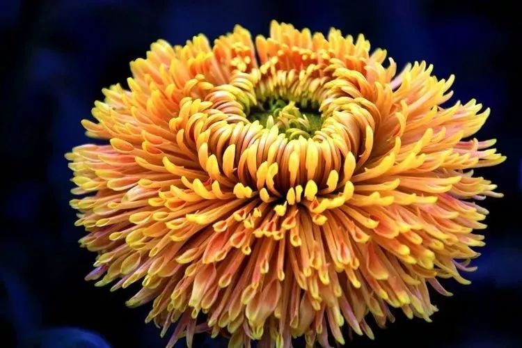 花中四君子菊花,花中四君子菊花的简介