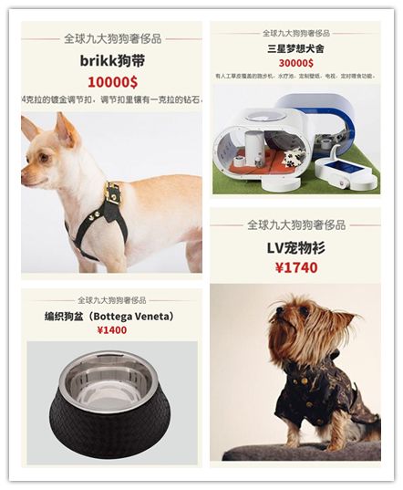 高档宠物碗,名媛宠物临潼店