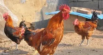 五毒蜈蚣为什么毒不倒公鸡,为什么五毒之一的蜈蚣会泡公鸡呢