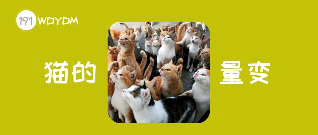 如果不给猫咪做绝育会怎么样,如果不给母猫绝育会生多少