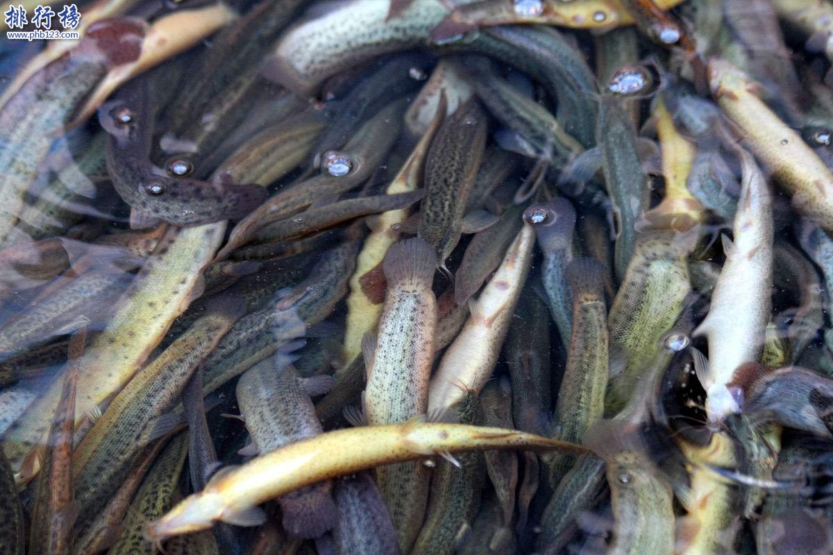 中国传说中的十大可怕盅术