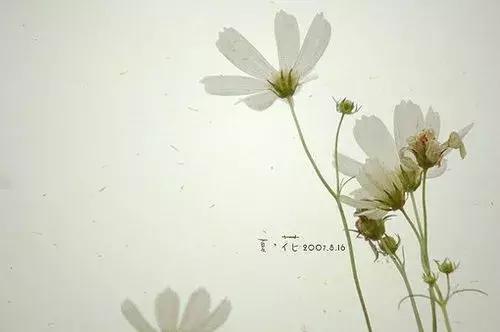 高占全中篇爱情小说【主仆情侣】