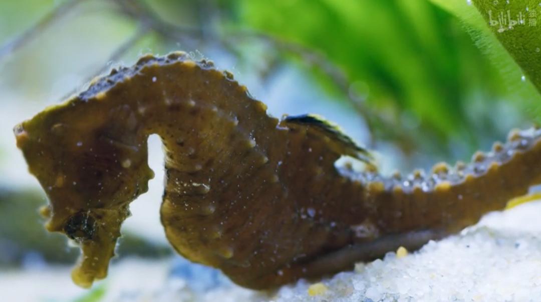 9.9恋爱游戏,9.9分恋爱番