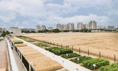 这里是三圣乡，盛产让世界迷恋的“城市多巴胺”