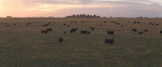 阿根廷牛肉如何走向世界,阿根廷牛肉源头