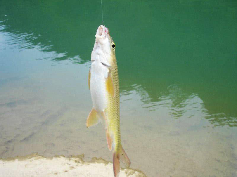 盘车冲钓赤尾,盘车冲钓青尾鲴