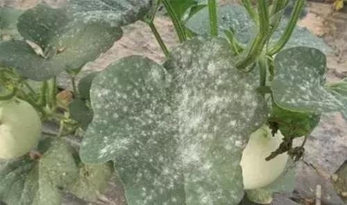 防治黑星病的农药,黑星病严重用什么杀菌剂