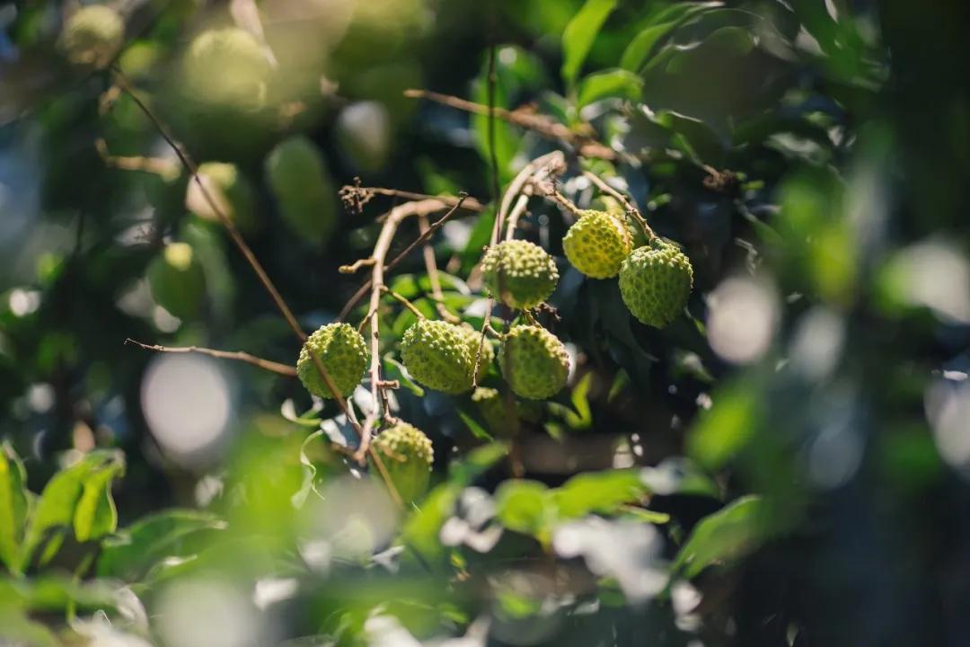 中国哪里的荔枝最甜,全国荔枝最好吃的地方