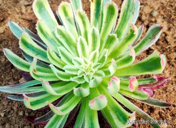 多肉法师舍不得买老桩？秋天入手小的也行，拿回家这样种很快服盆