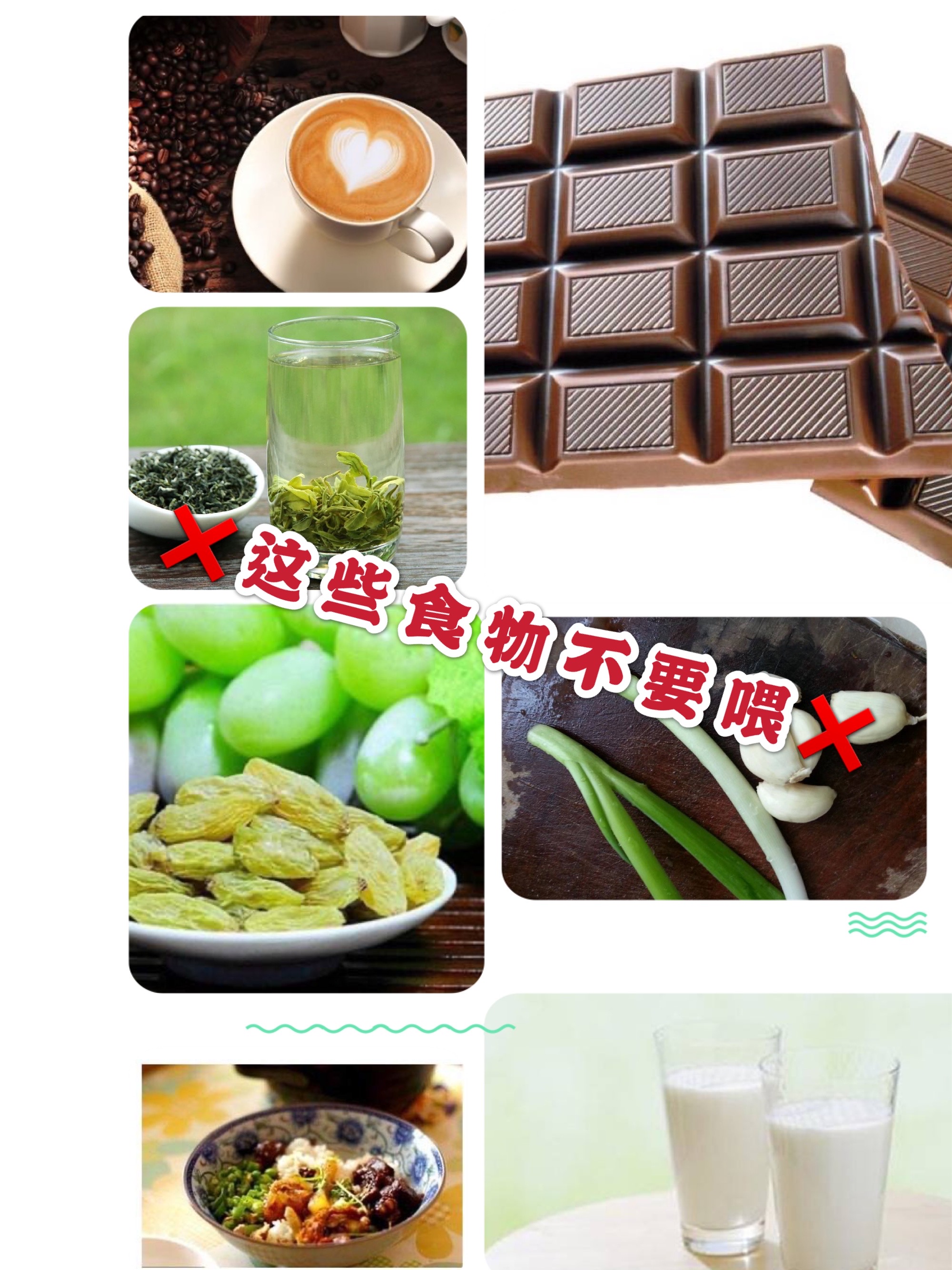 蓝猫养猫的十大禁忌,养猫禁忌不要摸其他猫