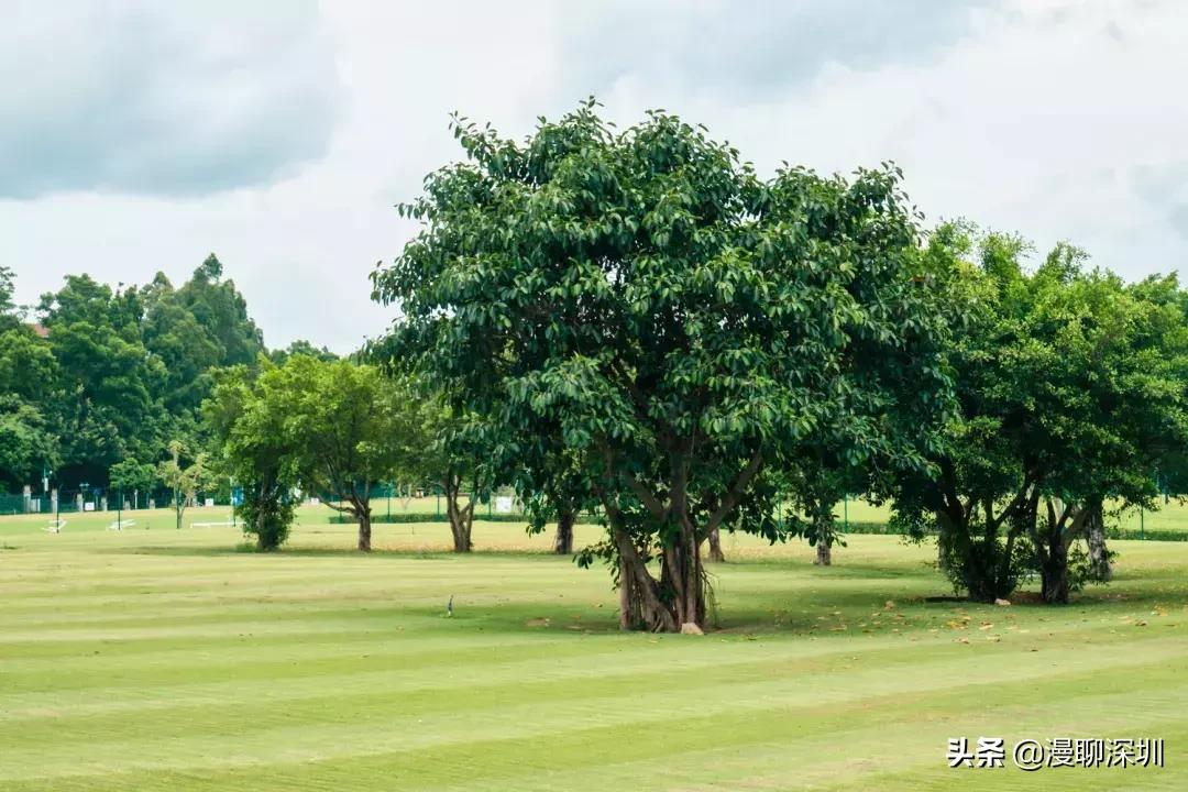 行走深圳歌曲,深圳观澜攻略