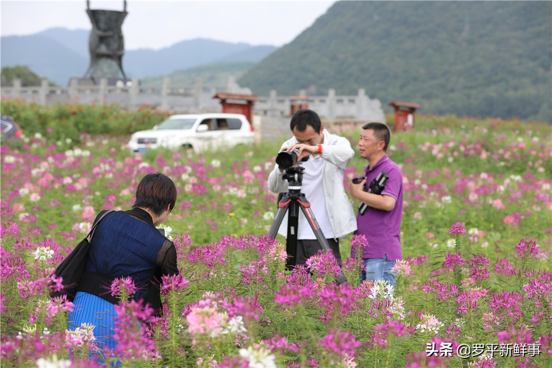罗平七彩花田金鸡,罗平金鸡七彩花海