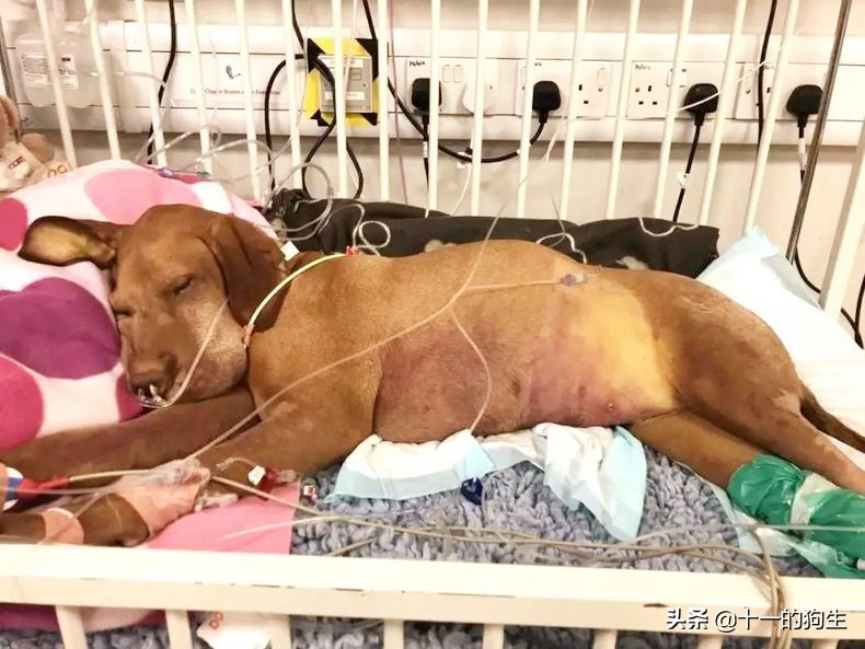 狗不能吃别人给的东西,狗不能吃西红柿吧