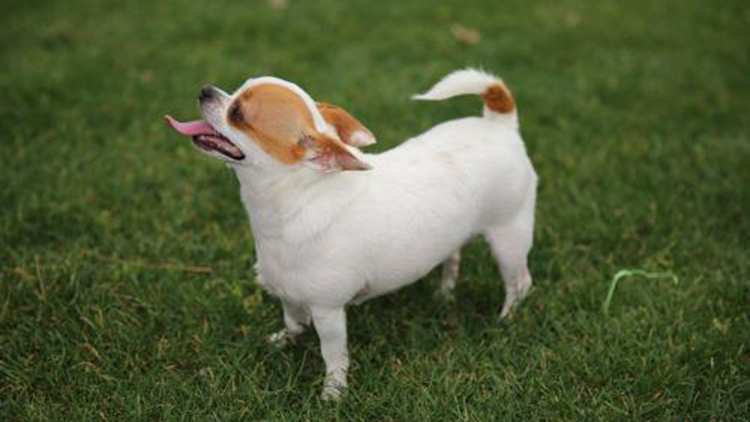 吉娃娃固定神器,吉娃娃正确玩法视频