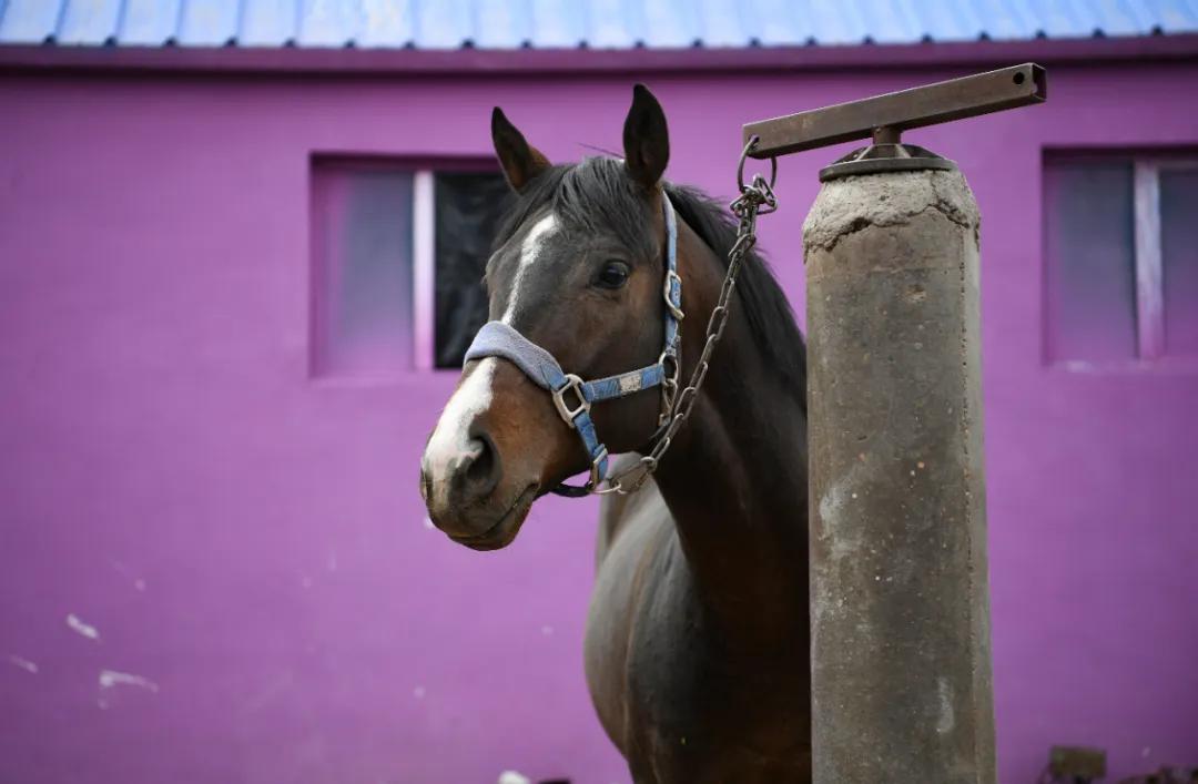 汉武帝平定氐羌,汉武帝赐名蓬莱