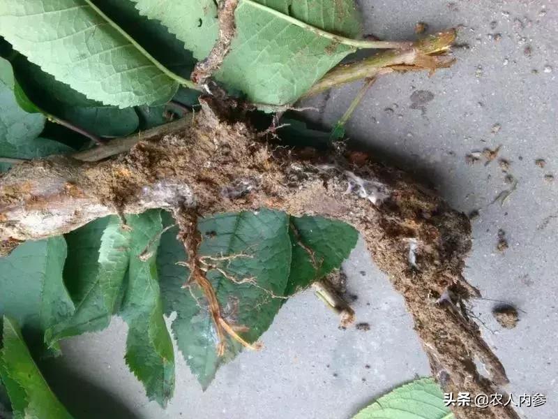 几种果树根部病害的症状识别与防治！