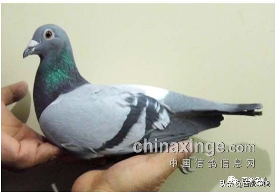 胡刚讲解雌鸽育种视频,胡刚说鸽骨体型视频