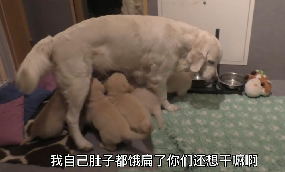 金毛生产了需要给小狗喂奶吗,金毛生了五只小狗生不下来