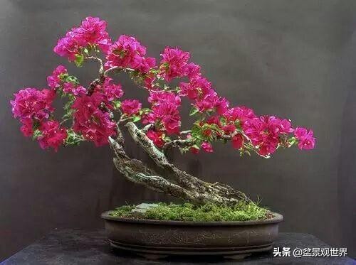 花卉盆景什么时候剪枝,盆景春季的管理