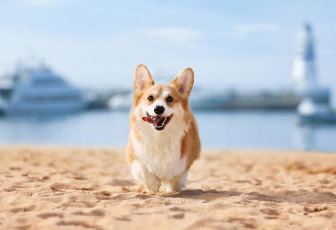 柯基狗粮如何搭配好吃又营养,柯基狗粮怎么养好吃又简单