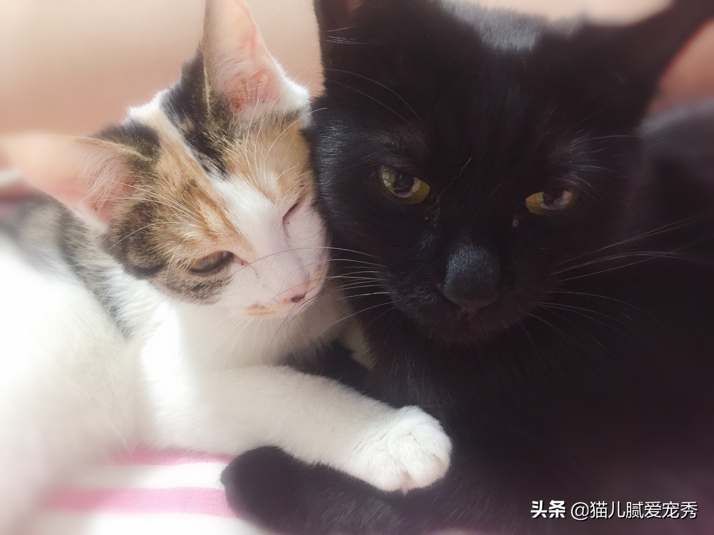 怎么选猫粮合格,怎么选一款好猫粮