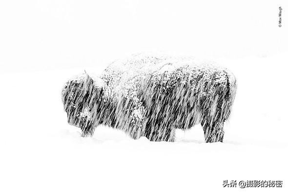 世界上让人惊讶的5种动物,震撼的动物世界视频