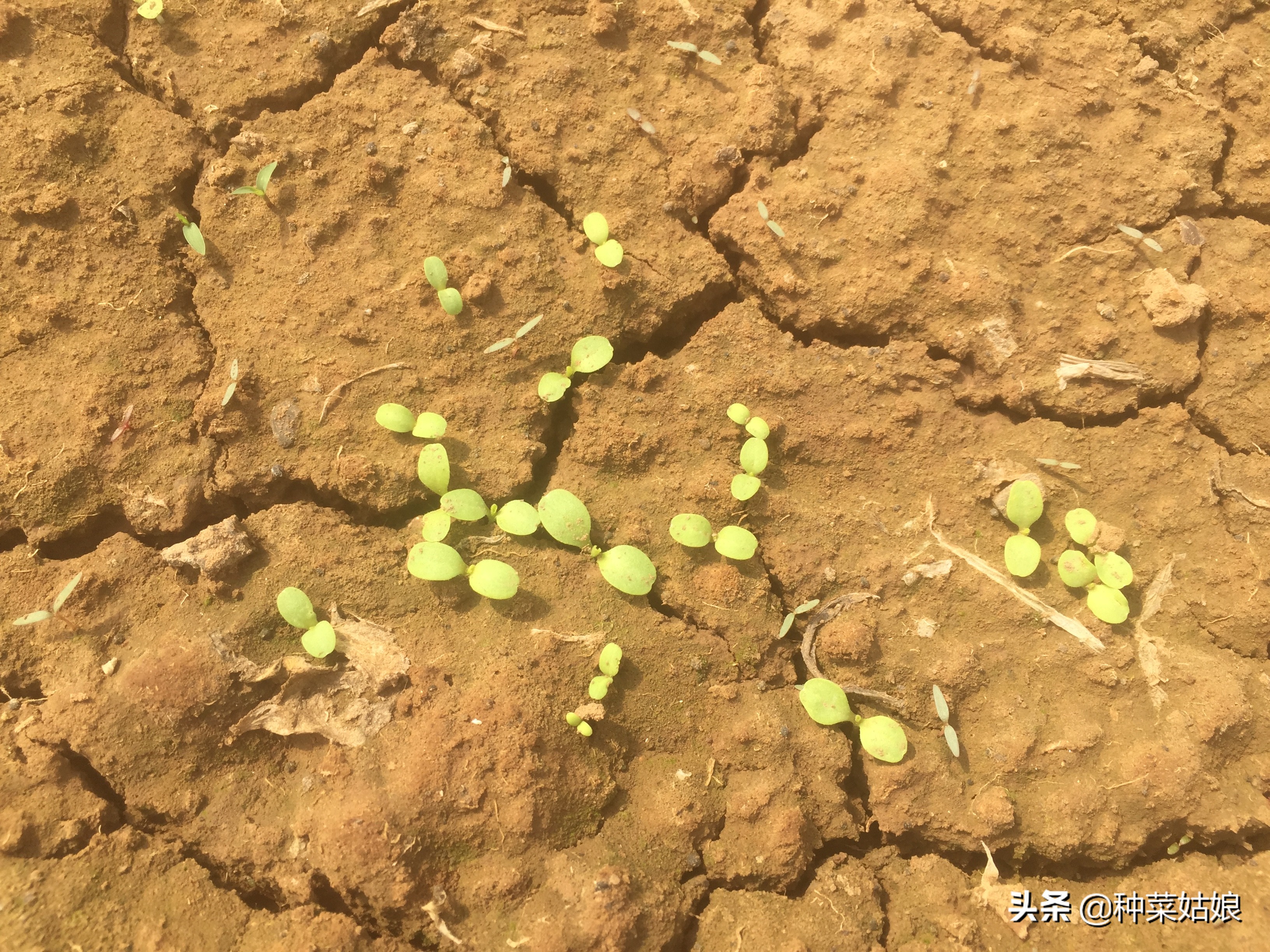 清明前后种什么瓜种什么豆,清明前后种什么瓜种豆好