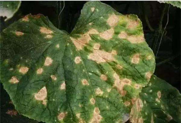 学会这一招，靶斑病不用愁，黄瓜“小黄点”轻松就搞定