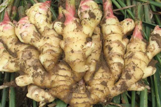 生姜种法十月可以种,庭院生姜种植方法和最佳时间