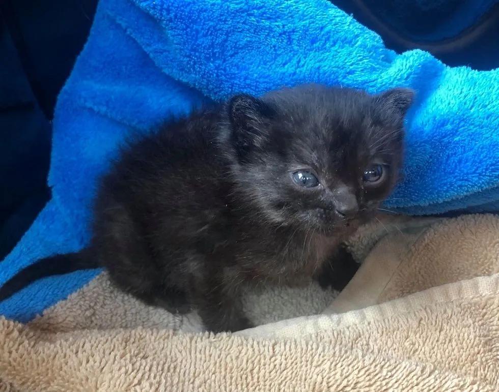 出生十天的小猫还会被母猫压死吗,出生的小猫被人扔了