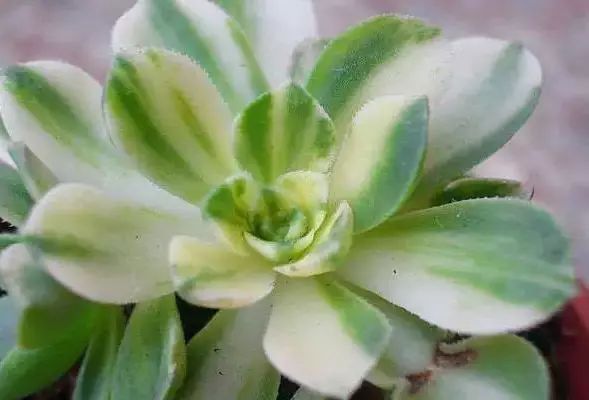 多肉早安图片大全,多肉大全100图