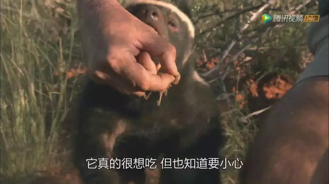 跟狮子抢肉，怼非洲鬣狗，看硬核“平头姐”成长史！