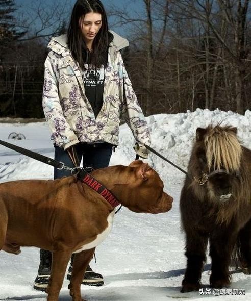 十大猛犬排行榜比特犬,最凶残的比特犬咬人