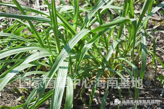 天津静海区：东高庄村种植巨菌草2000亩