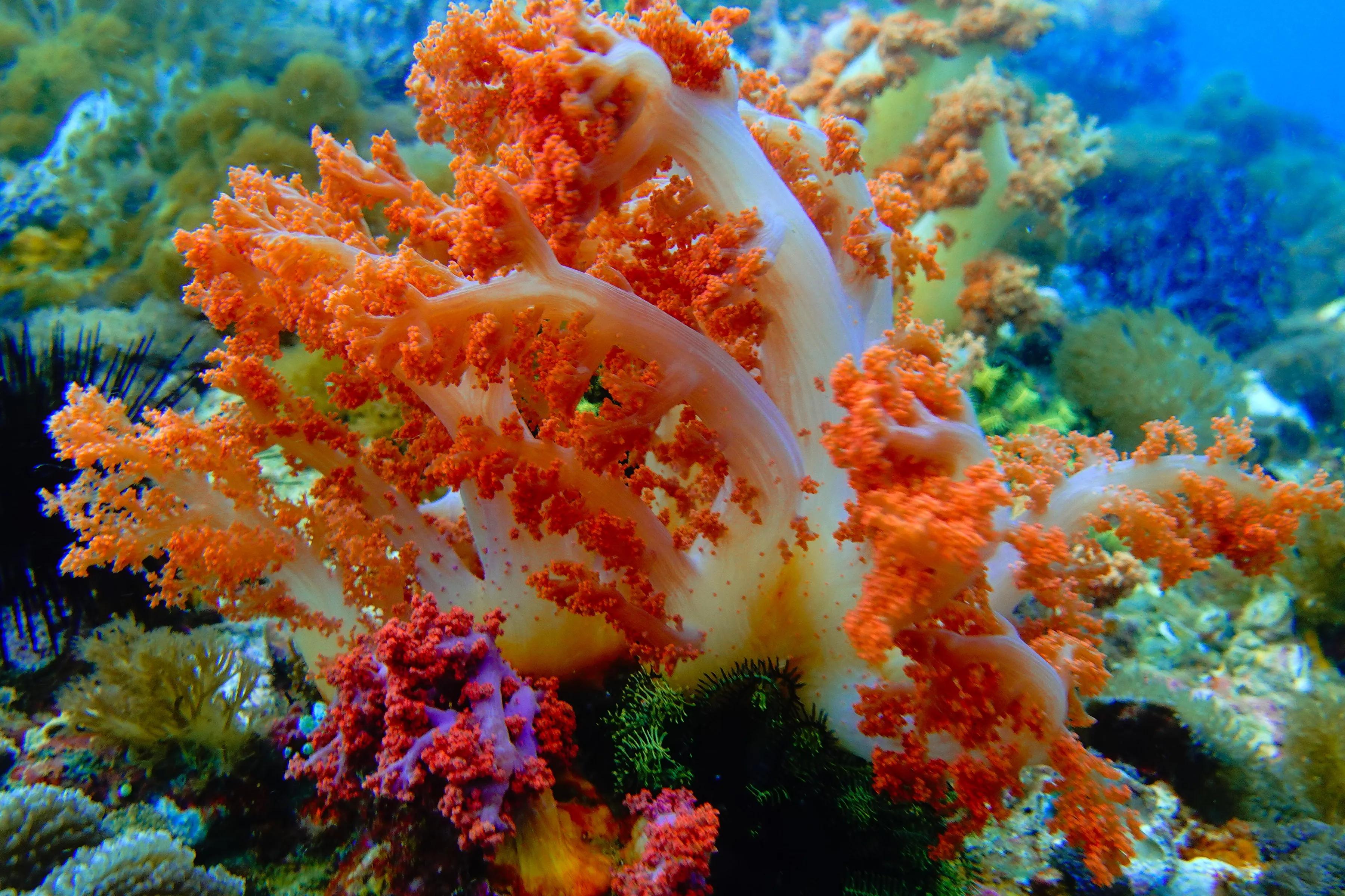 软珊瑚贵吗,软珊瑚红粉